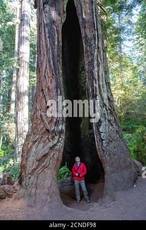 Randonneur parmi les séquoias géants sur le Trillium Trail, Redwood National and State Parks, Californie, États-Unis d'Amérique