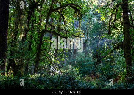 Forêt pluviale tempérée sur le Maple Glade Trail, Forêt pluviale de Quinault, Parc national olympique, État de Washington, États-Unis d'Amérique Banque D'Images