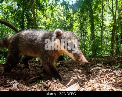 Curieux adulte de l'Amérique du Sud Coati (Nasua nasua), près du sentier à Iguaçu Falls, province de Misiones, Argentine Banque D'Images