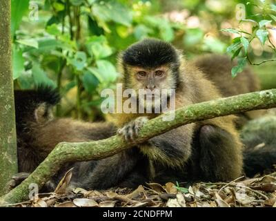 Un singe capuchin noir adulte (Sapajus nigritus), près du sentier des chutes d'Iguaçu, province de Misiones, Argentine Banque D'Images