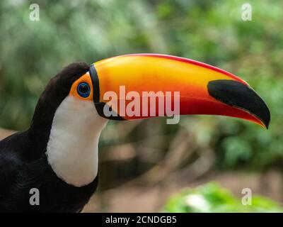 toco toucan captif (Ramphastos toco), Parque das Aves, Foz do Iguacu, État de Parana, Brésil Banque D'Images
