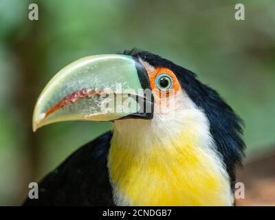 Toucan à poitrine rouge captive (Ramphastos dicolorus), Parque das Aves, Foz do Iguacu, État de Parana, Brésil Banque D'Images