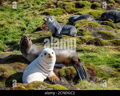 Phoque à fourrure leucantique juvénile (Arctocephalus gazella), avec sa mère à Stromness Harbour, Géorgie du Sud, régions polaires Banque D'Images