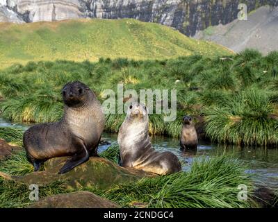 Jeunes phoques à fourrure antarctiques (Arctocephalus gazella) dans l'herbe de tussock à Gold Harbour, Géorgie du Sud, régions polaires Banque D'Images