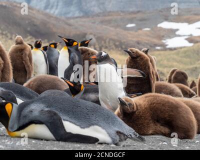 Manchot gentoo adulte (Pygoscelis papouasie), parmi les manchots à la région de Gold Harbour, Géorgie du Sud, régions polaires Banque D'Images