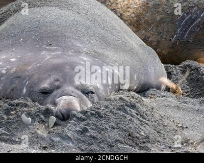 Adulte endémique de Géorgie du Sud pipit (Anthus antarcticus), près du taureau de phoque d'éléphant dans le port de Gold, Géorgie du Sud, régions polaires Banque D'Images