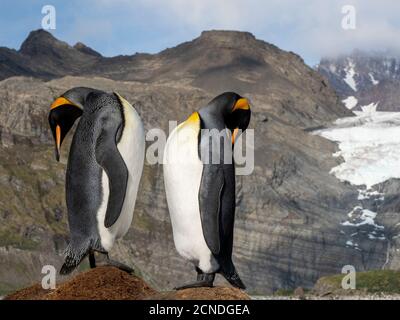 Observation du grand pingouin (Aptenodytes patagonicus) dans une colonie reproductrice de Gold Harbour, Géorgie du Sud, régions polaires Banque D'Images