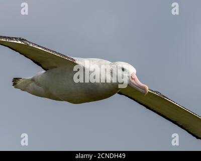 Albatros errants adultes (Diomedea exulans) en vol près de l'île Prion, baie d'Isles, Géorgie du Sud, régions polaires Banque D'Images