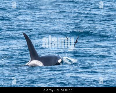 Un groupe de baleines à épaulard de type A (Orcinus orca), surmontée au large de la côte nord-ouest de la Géorgie du Sud, régions polaires Banque D'Images
