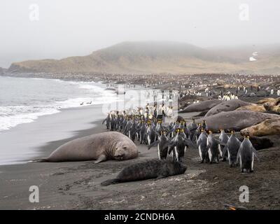 Phoques du Sud (Mirounga leoninar), reposant sur la plage avec des pingouins, à Gold Harbour, Géorgie du Sud, régions polaires Banque D'Images