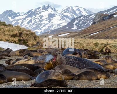 Taureau de phoque à éléphant du Sud (Mirounga leoninar), à la plage de reproduction de la baie King Haakon, Géorgie du Sud, régions polaires Banque D'Images