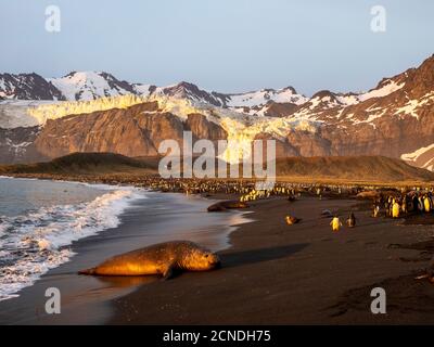 Taureau de phoque à éléphant du sud (Mirounga leoninar), sur la plage au lever du soleil à Gold Harbour, Géorgie du Sud, régions polaires Banque D'Images