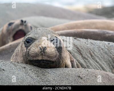 Femelle de la mer d'éléphant du sud (Mirounga leoninar), recouverte de sable sur la plage de St. Andrews Bay, Géorgie du Sud, régions polaires Banque D'Images