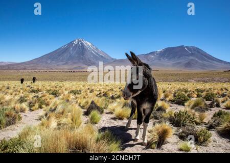 Burros sauvages (Equus africanus asinus) devant le stratovolcan Licancabur, zone volcanique centrale andine, Chili Banque D'Images