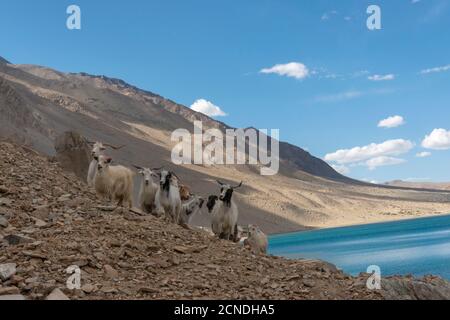 Pashmina Sheep au lac Stokar, Ladakh, Inde. Élevé pour la viande ou la laine de cachemire connue sous le nom de pashmina une fois tissée Banque D'Images