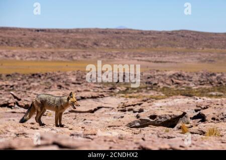 Renard andin adulte (Lycalopex culpaeus) près de son repaire dans la zone volcanique centrale des Andes, région d'Antofagasta, Chili Banque D'Images