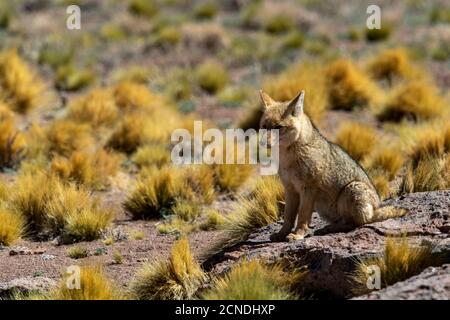 Renard andin adulte (Lycalopex culpaeus) près de son repaire dans la zone volcanique centrale des Andes, région d'Antofagasta, Chili Banque D'Images