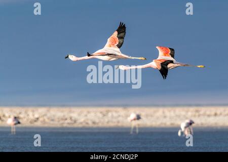 Flamants andins (Phoenicarrus andinu), en vol à Llano de Solaren, réserve nationale de Los Flamencos, Chili Banque D'Images