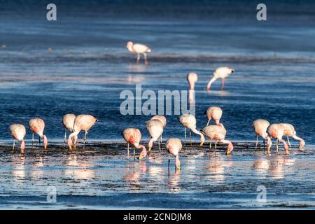 Flamingos de James (Phoenicarrus jamesi), Salar de Tara y Aguas Calientes I, Réserve nationale de Los Flamencos, Chili Banque D'Images