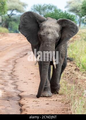 Éléphant d'Afrique du Bush (Loxodonta africana), Parc national de Tarangire, Tanzanie, Afrique de l'est, Afrique Banque D'Images
