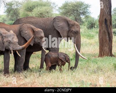 Un troupeau d'éléphants de brousse africains (Loxodonta africana), Parc national de Tarangire, Tanzanie, Afrique de l'est, Afrique Banque D'Images