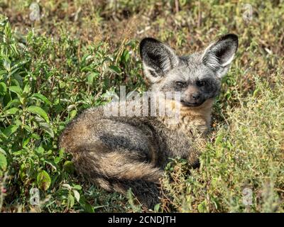 Un renard adulte (Otocyon megalotis), parc national du Serengeti, Tanzanie, Afrique de l'est, Afrique Banque D'Images