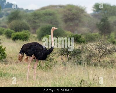 Un homme adulte Masai ostruch (Struthio camelus massaicus), Parc national de Tarangire, Tanzanie, Afrique de l'est, Afrique Banque D'Images
