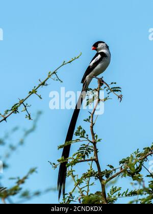 Un whydah mâle à queue cylindrique (Vidua macroura), dans un plumage reproducteur dans le parc national de Tarangire, en Tanzanie, en Afrique de l'est, en Afrique Banque D'Images