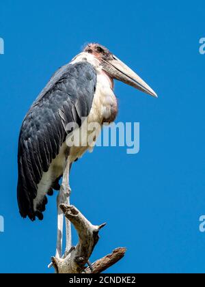 Cigogne de marabout adulte (Leptoptilos crumenifer), roosting dans un arbre dans le parc national de Tarangire, Tanzanie, Afrique de l'est, Afrique Banque D'Images