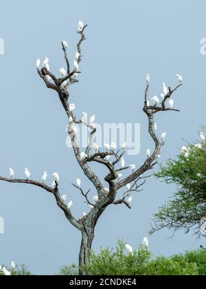 Egrettes de bétail (Bubulcus ibis), roosting dans un arbre dans le parc national de Tarangire, Tanzanie, Afrique de l'est, Afrique Banque D'Images