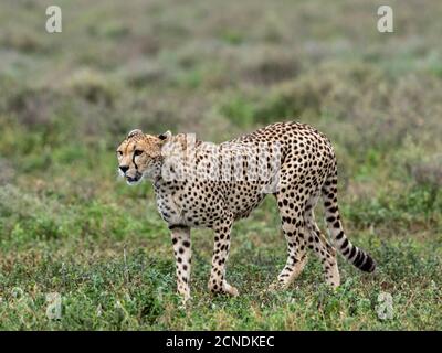 Guépard adulte (Acinonyx jubatus), traquant la Grande migration dans le parc national du Serengeti, Tanzanie, Afrique de l'est, Afrique Banque D'Images