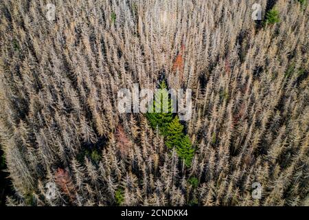 District de Sauerland, dépérissement des forêts, épinettes mortes, causées par le coléoptère de l'écorce, températures élevées, pénurie d'eau, changement climatique, NRW, Allemagne Banque D'Images