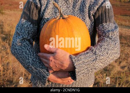 Une personne tenant une grosse citrouille orange sur fond de champ de foin. Les mains des femmes sont en chandail gris avec une énorme pompe. Espace de copie, mise au point sélective Banque D'Images
