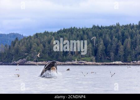 Baleine à bosse (Megaptera novaeangliae), se nourrissant à la surface, Alert Bay, passage intérieur, Colombie-Britannique, Canada Banque D'Images