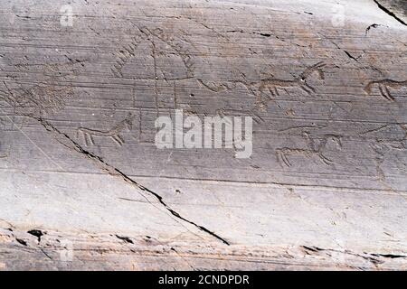 Dessins de rochers de chevaux et de hutte, Parc National de Naquane, Capo di Ponte, Valcamonica (Val Camonica), province de Brescia, Lombardie, Italie, Europe Banque D'Images