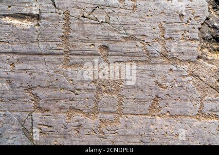 Pétroglyphes (gravures rupestrianes) de guerrier avec lance, Parc Naquane, Capo di Ponte, Valcamonica (Val Camonica), Lombardie, Italie, Europe Banque D'Images