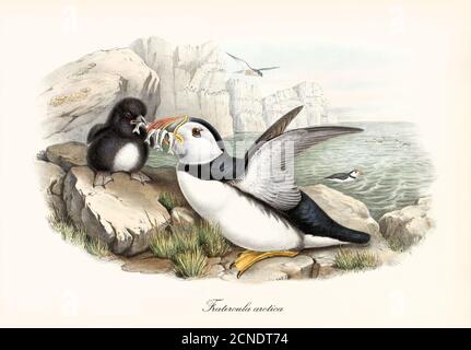 Oiseau de mer Puffin de l'Atlantique (Fratercula arctica) apportant de la nourriture à la cub sur le rocher et la haute falaise sur le fond. Aquarelle vintage par John Gould 1862-1873 Banque D'Images