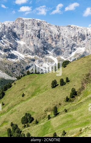 Arbres clairsemés de pin de pierre suisse (Pinus cembra) de bois vert, Dolomites, Trentin-Haut-Adige, Italie, Europe Banque D'Images