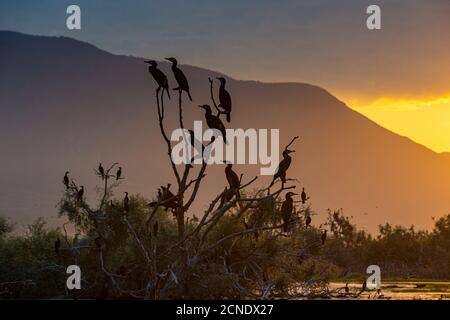 Cormorans (Phalacrocoracidae) assis dans un arbre au lever du soleil, lac Kerkini, Macédoine, Grèce, Europe Banque D'Images