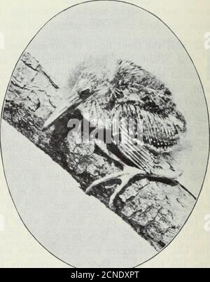 . L'oiseau, sa forme et sa fonction . l'aile de l'oiseau moderne, les trois Fingershinting des habitudes ancestrales très différentes. La structure générale et l'apparence des bills, des pieds et des ailes des différents oiseaux sont le résultat d'une caractéristique fonctionnelle de chacun. Les bills sont utilisés pour procurewood, les pieds pour marcher ou pour percher, et les ailes pour propulser l'oiseau à travers l'air. Mais, comme nous l'avons vu dans la thecase du projet de loi, ces organes sont mis à beaucoup d'autres utilisésoutre celui pour lequel ils ont été principalement adaptés.c'est seulement ce que nous devrions attendre quand nous considérons therelative position haute qui a Banque D'Images