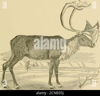 . Le grand jeu de l'Amérique du Nord. Ses habitudes, ses habitats, ses hunts et ses caractéristiques; comment, quand et où la chasser .. . est un petit cerf, le plus grand, lorsqu'il est dans la plus haute condition, ne pesant que de quatre-vingt-dix à cent et deux fois, à l'exclusion de l'offal. Proportionnellement à sa taille, ses pattes sont plus courtes et plus piquantes que celles du cerf commun, et le nez et la partie avant de la tête ressemblent à la tête d'une vache que celle de n'importe lequel des membres les plus grace du genre Cervldce. Les cornes sont minces, et palmatisées à la couronne. Près de leur base, ils envoient des fourmis-langoustiers, parfois de Banque D'Images