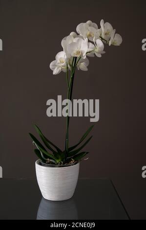 Encore la vie d'orchidées blanches dans pot de plante blanche sur une table de verre contre fond brun foncé. Banque D'Images