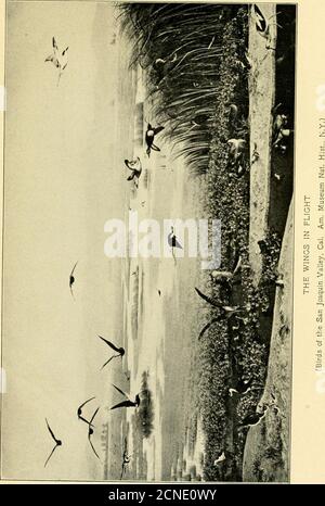 . La dame grise et les oiseaux; histoires de l'année des oiseaux pour la maison et l'école . l'a adapté à son propre usage. Le Chimney Swift, que vous connaissez tous sous le nom de ChimneySwallow, est l'un des oiseaux les plus abondants et les plus connus de la partie orientale des États-Unis. Avec des troupes offensées, attrapant leur proie aidée au fur et à mesure, et des logg-ing de nuit dans une grande cheminée, les troupeaux dérivent lentement lysmouth, se joignant à d'autres bandes jusqu'à ce que, sur la côte nord du golfe du Mexique, ils deviennent un nombre incalculable d'hôtes.puis ils disparaissent. Ont-ils tomber dans l'eau et hibernate dans la boue, comme on croyait de vieux, le Banque D'Images