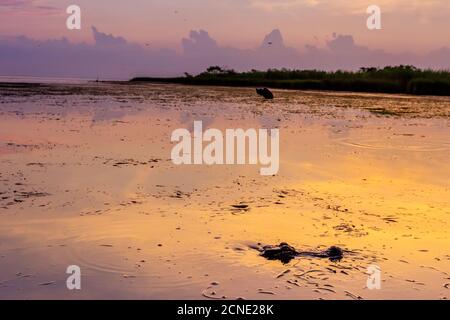 Alligator Alley abrite tant d'alligators qu'il est impossible de ne pas en apercevoir un, Louisiane, États-Unis d'Amérique Banque D'Images