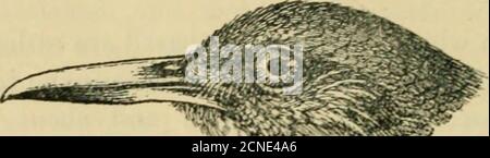 . Les oiseaux de la Guyane britannique : basé sur la collection de Frederick Vavasour McConnell ... . -v-.; l^f^-^-y /. R. Banque D'Images