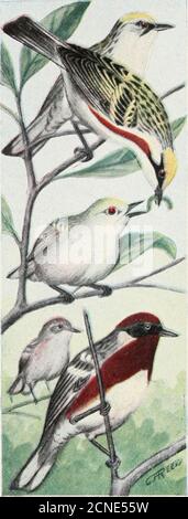 . Le livre d'oiseaux : illustrant en couleurs naturelles plus de sept cents oiseaux nord-américains; aussi plusieurs centaines de photographies de leurs nids et de leurs oeufs . LE LIVRE D'OISEAUX. Banque D'Images