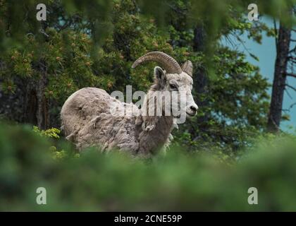 Ram mouflon (Ovis canadensis), Banff National Park, Alberta, Canada Banque D'Images