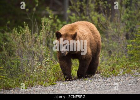 Ours noir de couleur cannelle (Ursus americanus), parc provincial de Spray Valley, Kananaskis Country, Alberta, Canada Banque D'Images