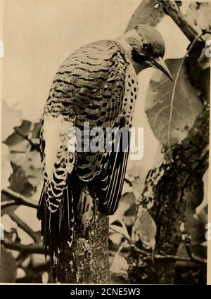 . Études d'oiseaux; un compte rendu des oiseaux terrestres de l'est de l'Amérique du Nord . Le même caractère de mottlmg dans la veuve plus tawny.   . -11 Antrostomus caroiinensis couleurs prévaut, aud tlic les zones blanches dans le mâle sont re- °^ placé par le buffy dans la femelle, sur la queue et la gorge. Le blanc sur la queue s'étend à plus de plumes et la bande de gorge est morécassée. On trouve les mêmes poils de bec, mais ils diffèrent de ceux de la volonté pauvre de whip en ayant des branches sur leurs moitiés basale. C'est le Chuck-Wills-veuve, dont la chanson est beaucoup de la même qualité que celle du whip-Poor-Wera, mais a une syllabe et ajouté Banque D'Images