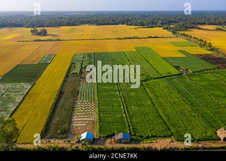 Les agriculteurs qui cultivent et récoltent des conge à Vung Liem, Vinh long, Vietnam, Indochine, Asie du Sud-est, Asie Banque D'Images